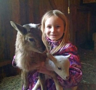 sheep and litt girle